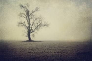 Print of Tree Photography by Kenneth Jackson