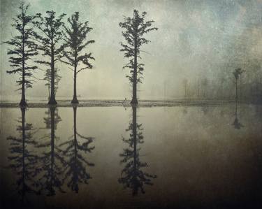 Original Tree Photography by Kenneth Jackson