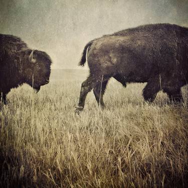 Two Bison - Limited Edition of 15 thumb