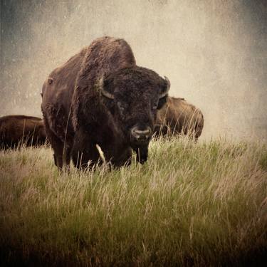 Original Animal Photography by Kenneth Jackson