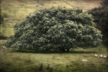 Original Fine Art Tree Photography by Kenneth Jackson