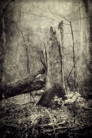 Original Fine Art Tree Photography by Kenneth Jackson