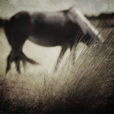 Original Animal Photography by Kenneth Jackson