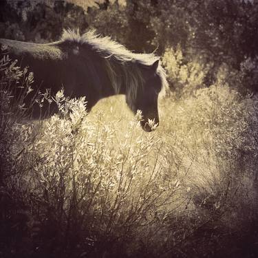 Print of Animal Photography by Kenneth Jackson