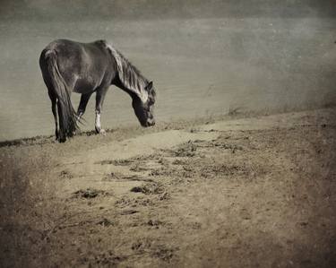 Original Fine Art Animal Photography by Kenneth Jackson