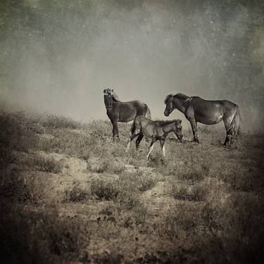 Original Fine Art Horse Photography by Kenneth Jackson