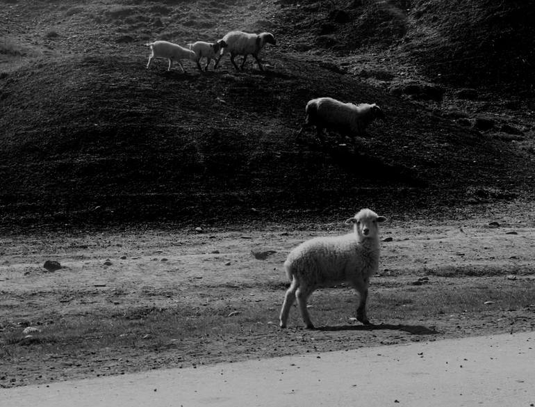 Original Nature Photography by Salome Shubitidze | Black & White Art on Paper | ONLY I SEE YOU (No. 1) __ Rural Georgia Photo Print