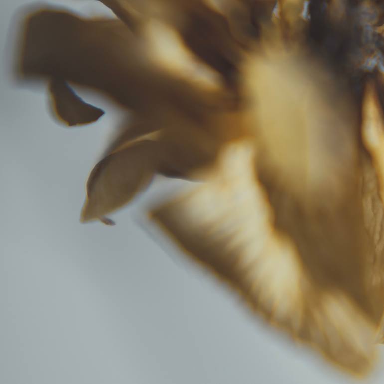 Original Art Nouveau Floral Photography by Qin Yi