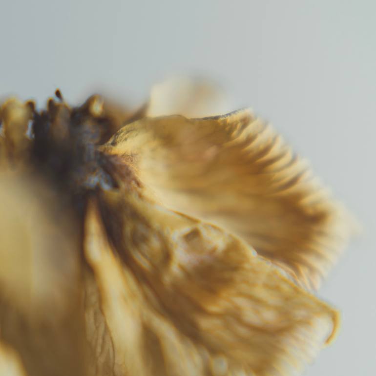 Original Art Nouveau Floral Photography by Qin Yi