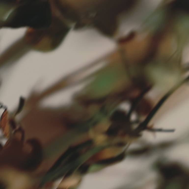 Original Abstract Expressionism Botanic Photography by Qin Yi