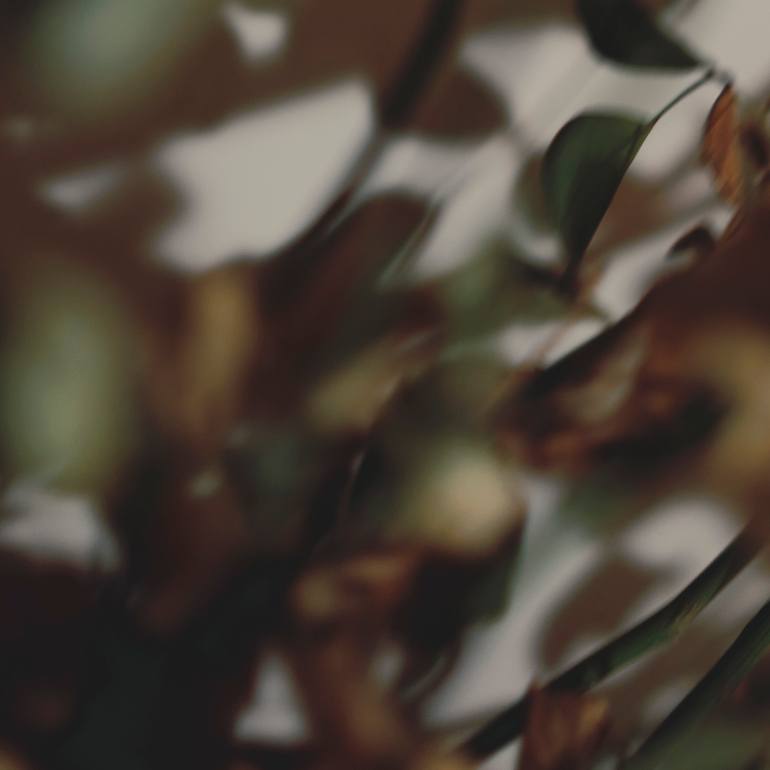 Original Abstract Expressionism Botanic Photography by Qin Yi