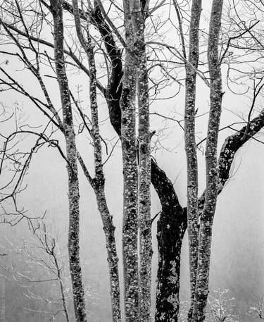 Original Fine Art Tree Photography by Marco Barsanti