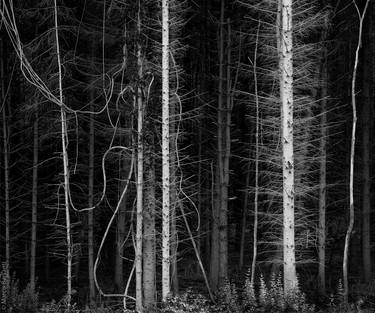 Forest, near Brandeglio,  June 2010 / Series of 10 thumb