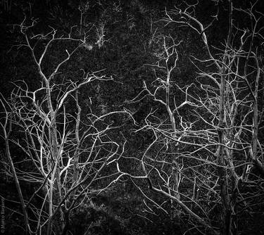 Original Tree Photography by Marco Barsanti