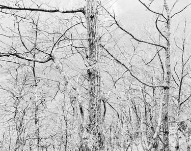 White forest, near Montefegatesi, april 2001 / Series of 10 thumb