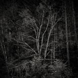 Tree in the Dark, november 2019 - Limited Edition of 10 by Marco Barsanti