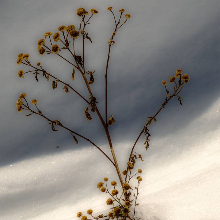 Original Photorealism Nature Photography by Gonzalo Contreras del Solar