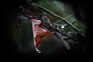 Original Photorealism Nature Photography by Gonzalo Contreras del Solar