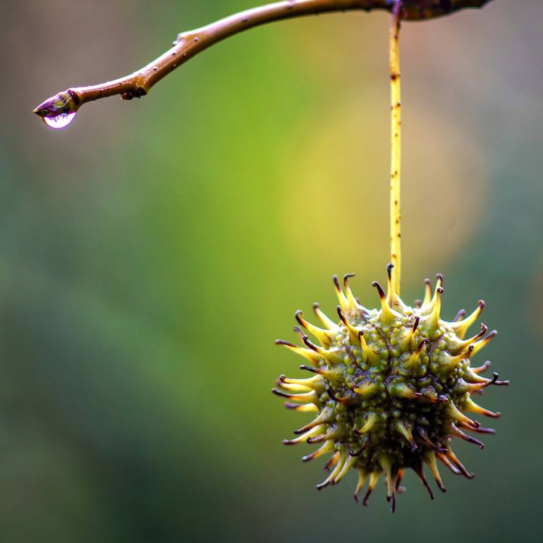 Original Photorealism Nature Photography by Gonzalo Contreras Del Solar