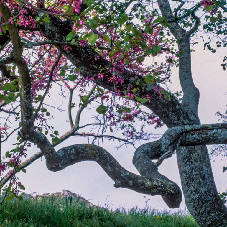 Original Abstract Nature Photography by Gonzalo Contreras Del Solar