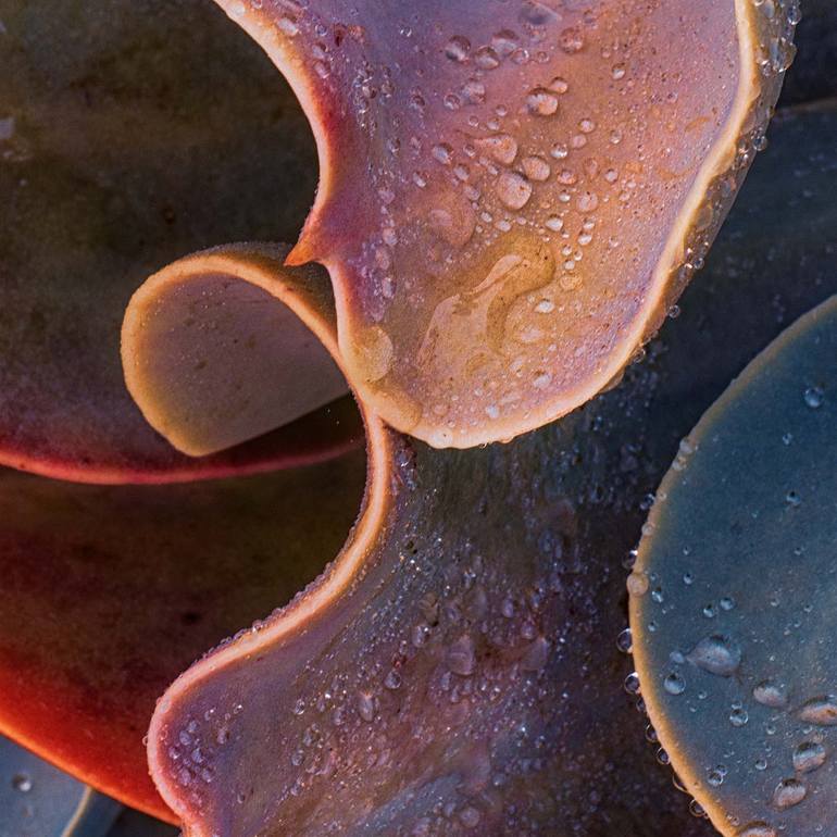 Original Abstract Nature Photography by Gonzalo Contreras Del Solar