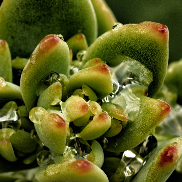 Original Abstract Expressionism Nature Photography by Gonzalo Contreras Del Solar