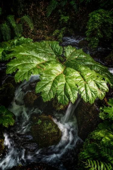 Original Nature Photography by Gonzalo Contreras del Solar