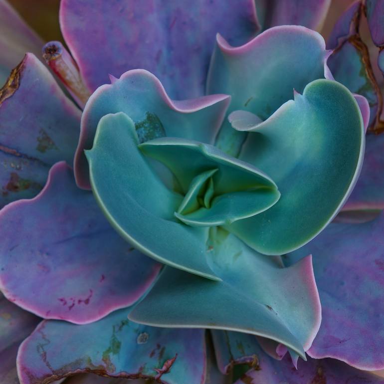 Original Abstract Nature Photography by Gonzalo Contreras Del Solar