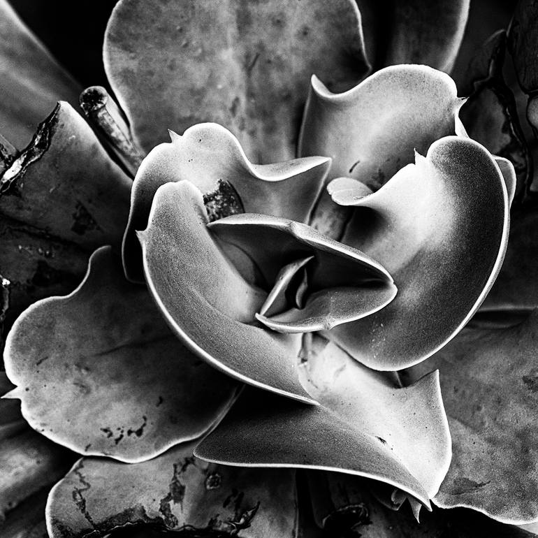 Original Abstract Nature Photography by Gonzalo Contreras Del Solar