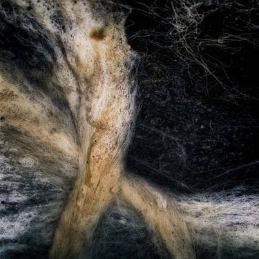 Original Abstract Nature Photography by Gonzalo Contreras del Solar