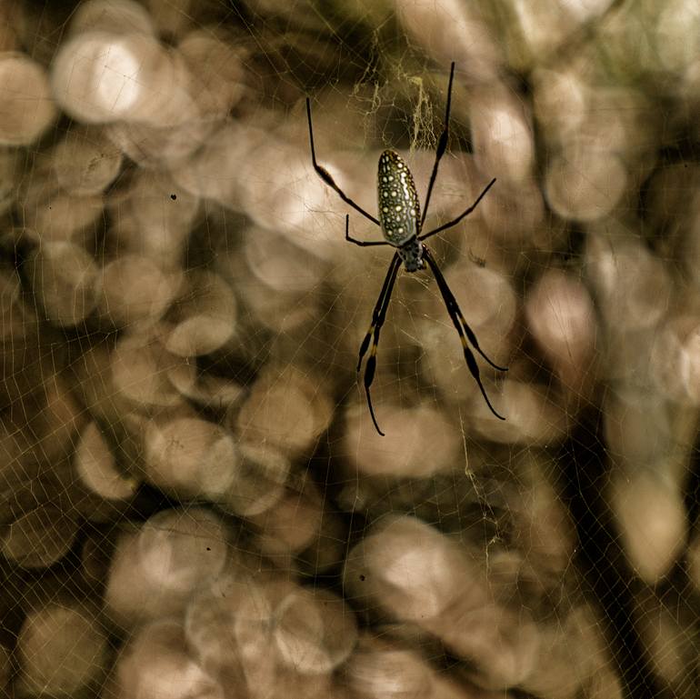 Original Abstract Expressionism Landscape Photography by Gonzalo Contreras Del Solar