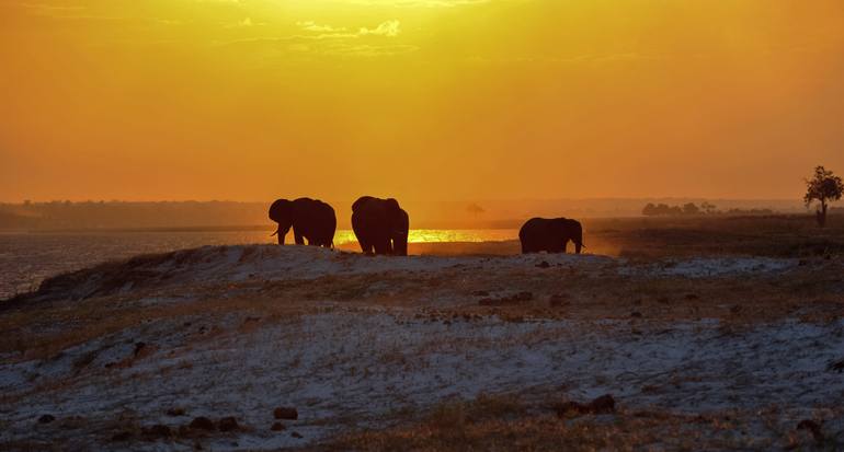 Original Wildlife Photography by David Clift | Mural Art on Canvas | "Sunset on the Chobe River"
