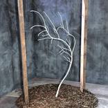 Growing care by fabrice covelli