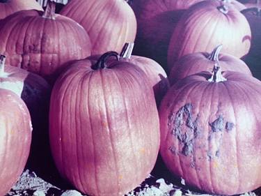 Pumpkins at Plymouth Plantation thumb