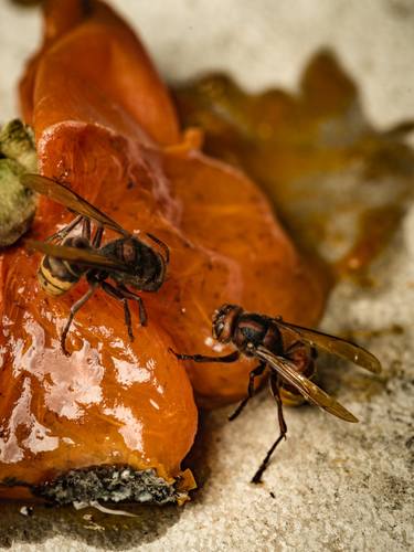Original Fine Art Nature Photography by Daniele Testa