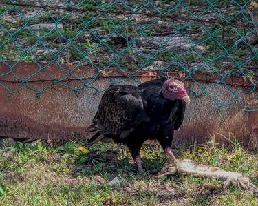 Original Contemporary Animal Photography by Garfield Harry