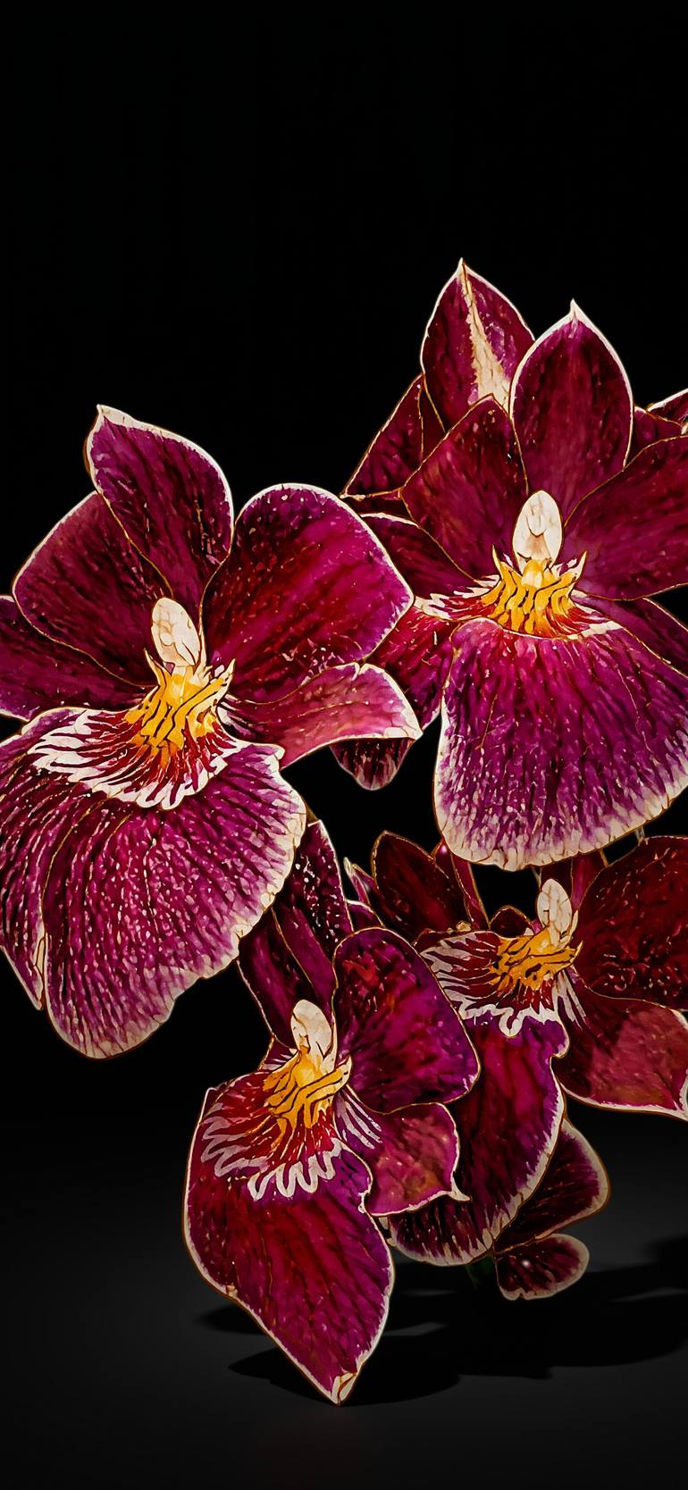Original Botanic Photography by Chotipah Chotipah | Digital Art Art on Paper | Burgundy Nocturne - Orchid on Black