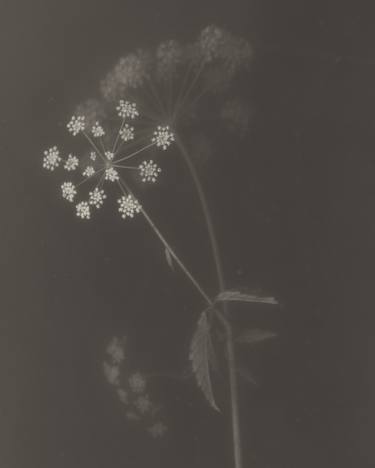 Cow Parsley thumb