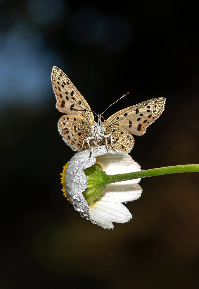 Original Animal Photography by Murat Topay | Minimalism Art on Canvas | The Monarch of the Daisy