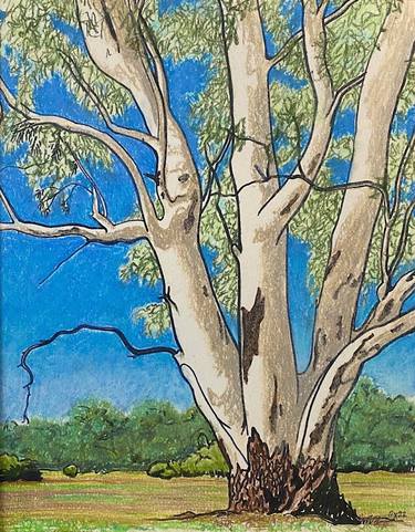 Mariposa Eucalyptus thumb