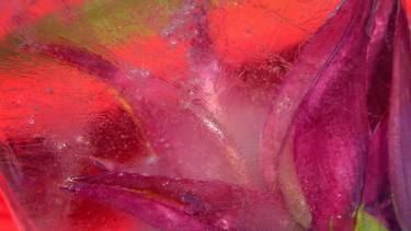 Original Abstract Expressionism Botanic Photography by Rosalind Miller