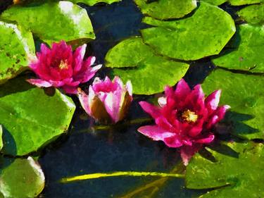 Pond with pink flowering water lilies. Painted in impressionist style. thumb