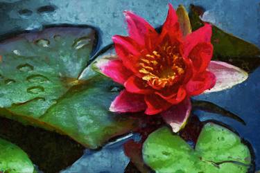 Red water lily blossom. Impressionism thumb