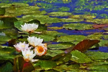 White water lily blossom in a pond. Impressionism. thumb