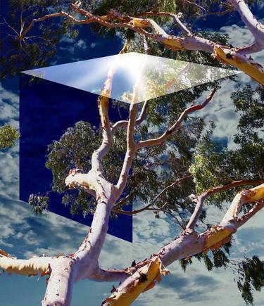 Original Surrealism Tree Photography by Tom Lundquist