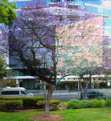 Original Surrealism Tree Photography by Tom Lundquist