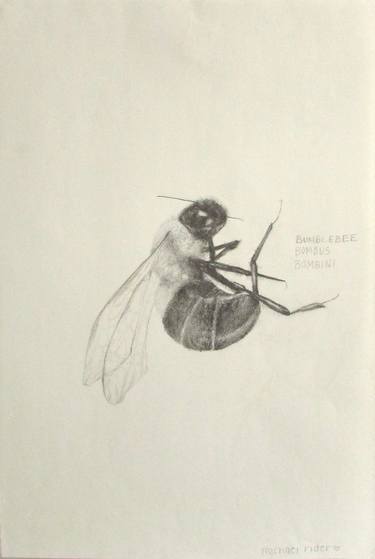 Original Animal Drawings by Michael Rider