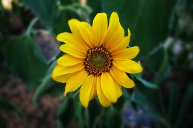 Sunflower - Limited Edition 1 of 3 thumb