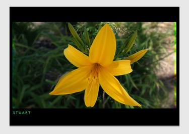 Print of Botanic Photography by Charles Stuart