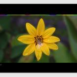 Collection Blooms : Here Comes The Sun